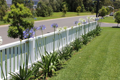 Red Waratah - Darwin Holiday 2