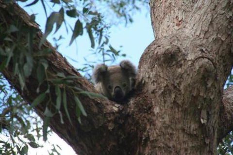 Lemon Tree Waterfront Apartments - Darwin Holiday 3