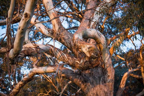 Dragonfly Cottages - Darwin Holiday 4