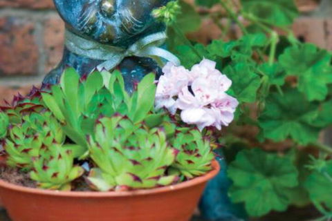 Clifton Gardens Bed & Breakfast Orange - Darwin Holiday 2