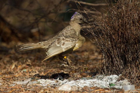 Broome Bird Observatory - Darwin Holiday 7