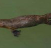 The Pond Cottage - Darwin Holiday