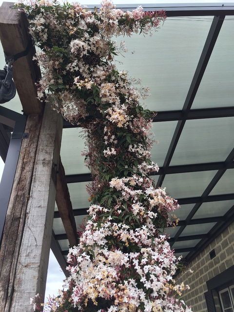 Bakehouse '38 Restaurant & Guesthouse - Darwin Holiday 5