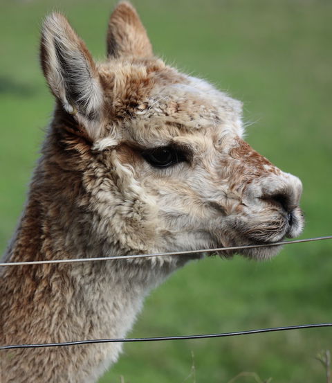 Cherry Plum Cottages - Darwin Holiday 3
