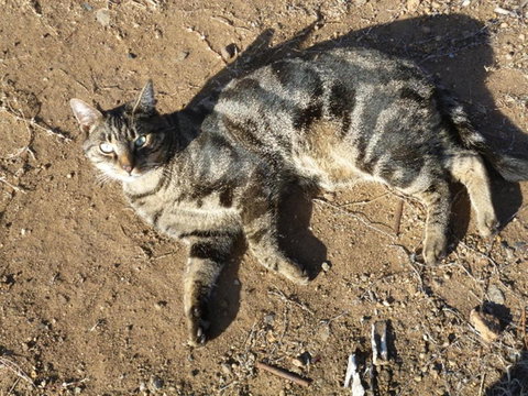 Woodvale At Cooma - Darwin Holiday 5