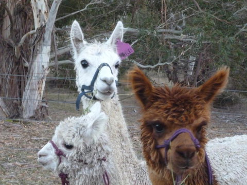 Woodvale At Cooma - Darwin Holiday 1