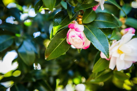 Whispering Pines Cottages - Darwin Holiday 3