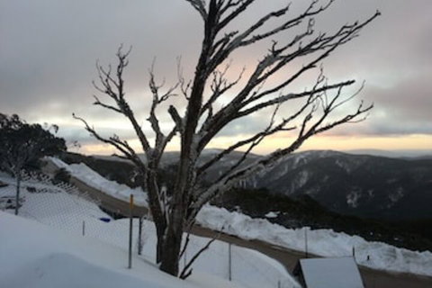 Snowflake 12 - Darwin Holiday 0