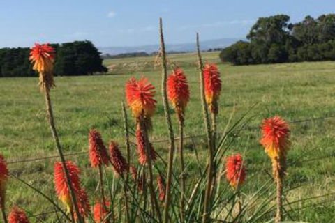 Yanakie Holiday House - Darwin Holiday 7