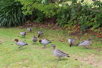 Leura Fairways East - Darwin Holiday 1