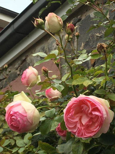 Province - Darwin Holiday 5