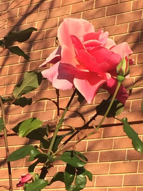 Balneaire 7 - Darwin Holiday 4