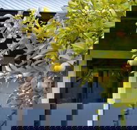 The Lemontree - Darwin Holiday