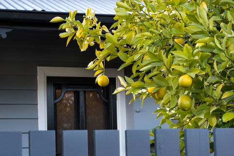 The Lemontree - Darwin Holiday 0
