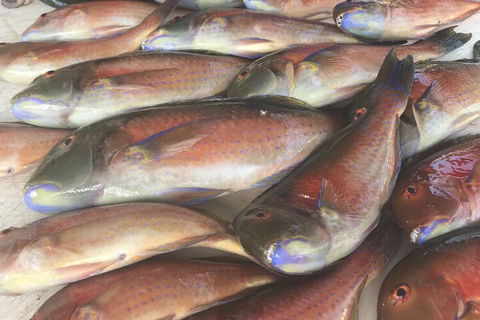 DRIFTWOOD - Darwin Holiday 5