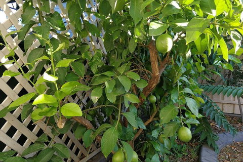 6-Bedroom House Singleton Hunter Valley - Darwin Holiday 5