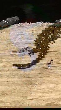 Cootharaba QLD Darwin Holiday