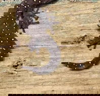 Beechs' Brook Rainforest Retreat - Darwin Holiday