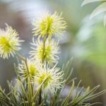 Charlotte Bay NSW Darwin Holiday