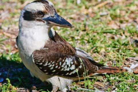 Kookaburras At Smiths - Darwin Holiday 5