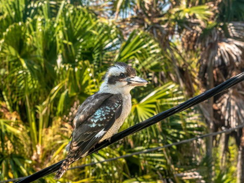 Corals At Elizabeth Beach - Darwin Holiday 2