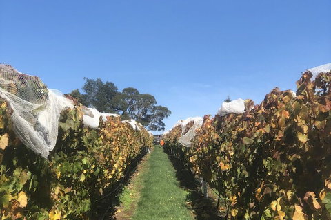 The Cottage At 3 Willows Vineyard - Darwin Holiday 3