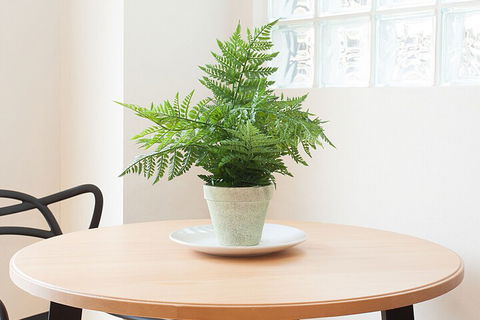 Urban Rest The Brumby - Darwin Holiday 2