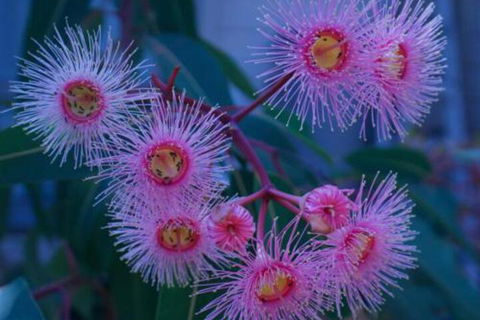 Brisbane Milton Bed & Breakfast - Darwin Holiday 4