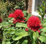 The Summit House - Darwin Holiday