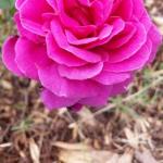 Cradoc TAS Darwin Holiday