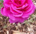 Birch Lane - Darwin Holiday