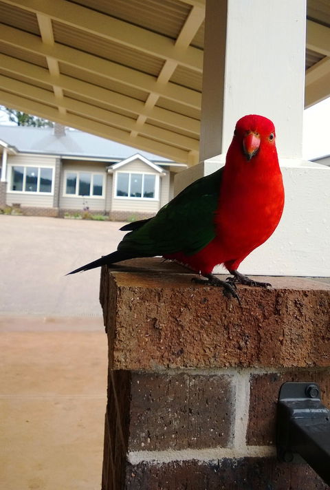 Marysville Garden Cottages - Darwin Holiday 3