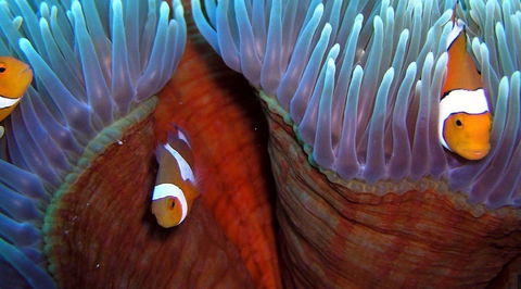 Reef Encounter - Darwin Holiday 5