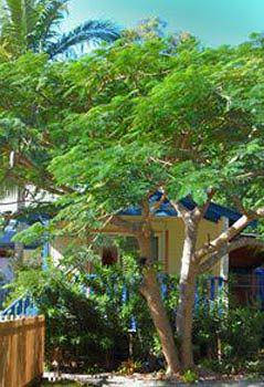 Amber Gardens Guesthouse - Darwin Holiday 0