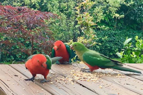 Crimson Villa - Darwin Holiday 0