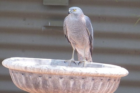 Kathys Place Bed And Breakfast - Darwin Holiday 3