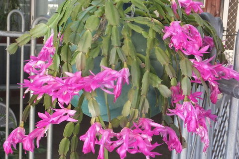 Kathys Place Bed And Breakfast - Darwin Holiday 1