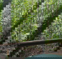 Daintree Crocodylus - Darwin Holiday