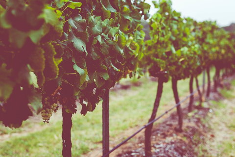 Hermitage Hideaway Homestead & Cottage - Darwin Holiday 0