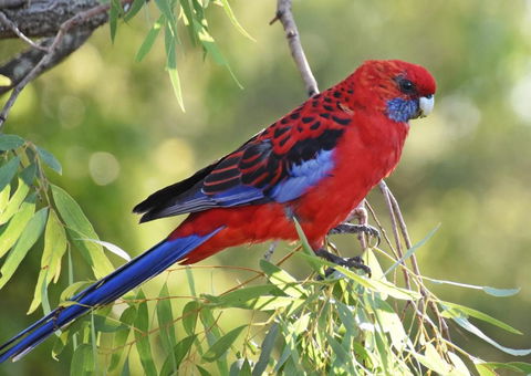 Valley View Luxury Retreat - Darwin Holiday 6