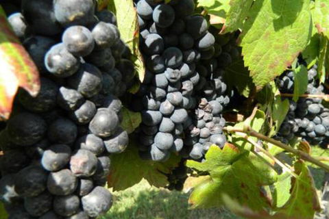 Haig Avenue - Darwin Holiday 3