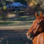 Historic Oak Hill House Estate Truffle Gourmet Festival Region - Darwin Holiday 0