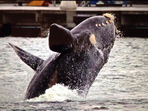 Panoramic Drive Holiday House - Darwin Holiday 4