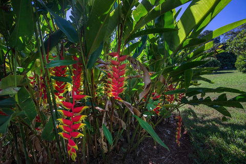 The Figs Byron - Darwin Holiday 6
