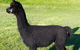 Raynella Alpaca Farmstay - thumb 2