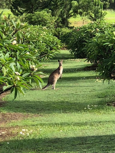 The Frangipani Farm - Darwin Holiday 3