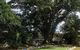 The Frangipani Farm - thumb 4