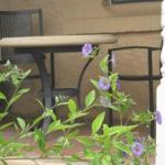 Amalie Cottage Waikerie Unit 1 - Darwin Holiday 0