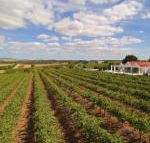 Barossa Valley Lyndoch - Darwin Holiday