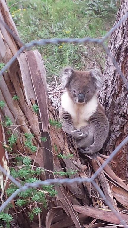 Stringybark Hills Retreat - Darwin Holiday 3